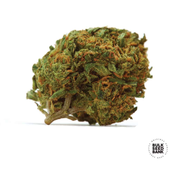 DUBAI POISON